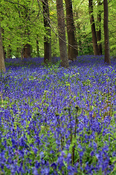 a field full of bluebells